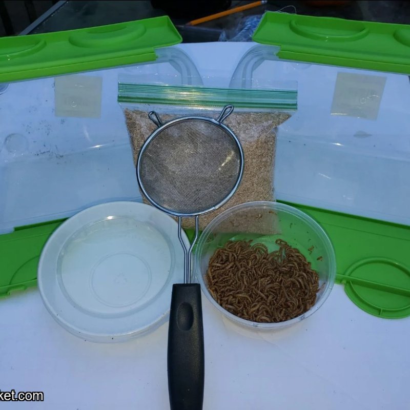 Meal Worm Farm.  Grow Your Own Mealworms For Free.  Mealworm Breeding Kit!