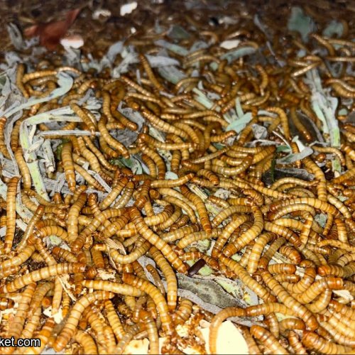 Feeder Variety Pack – 100 Mealworms, 25 Lobster Roaches, 25 Red Runner Roaches