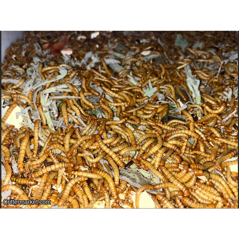 Feeder Variety Pack – 100 Mealworms, 25 Lobster Roaches, 25 Red Runner Roaches