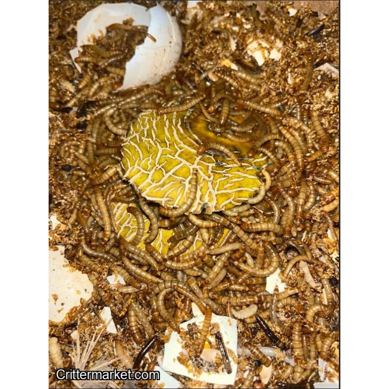 Feeder Variety Pack – 100 Mealworms, 25 Lobster Roaches, 25 Red Runner Roaches