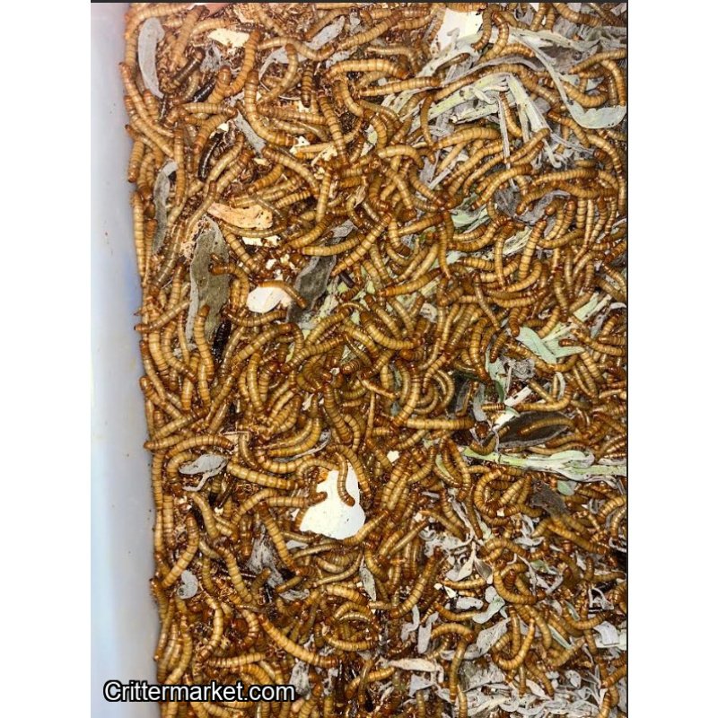 Meal Worms Tenebrio Molitor