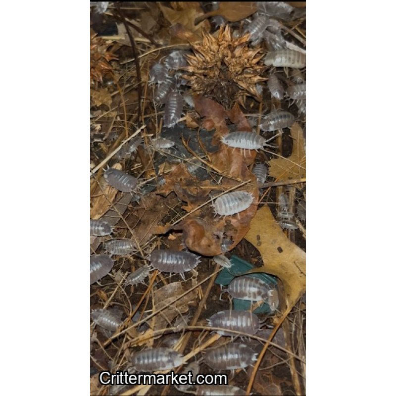 High-Contrast Isopod Bundle: Premium Scabers + Milkbacks