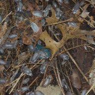 Porcellio Laevis Milkback Isopod