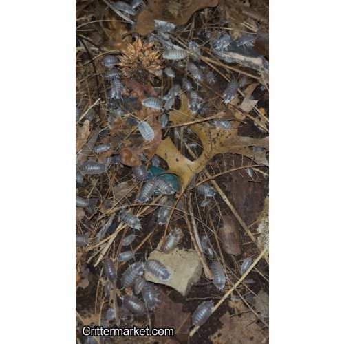 Porcellio Laevis Milkback Isopod