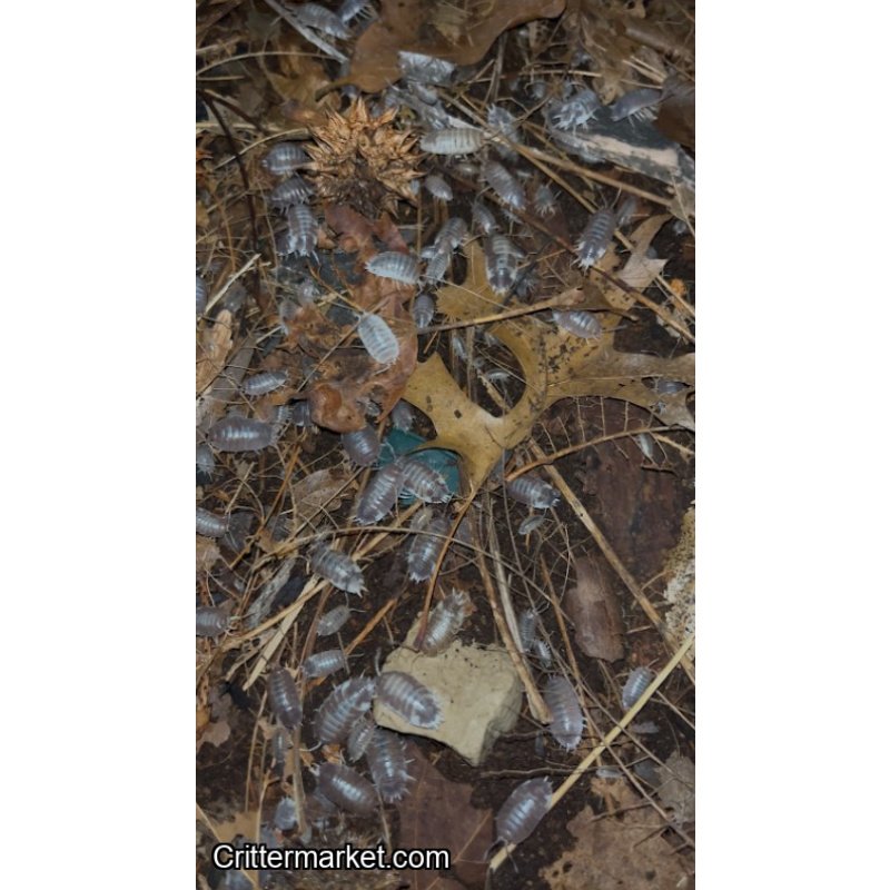 Porcellio Laevis Milkback Isopod