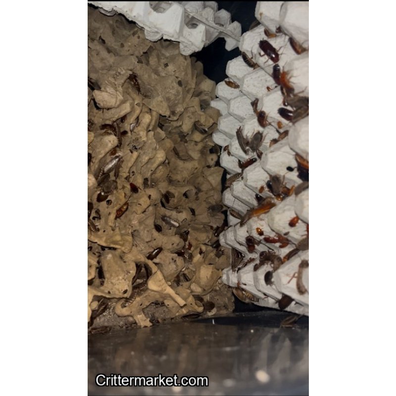 Feeder Variety Pack – 100 Mealworms, 25 Lobster Roaches, 25 Red Runner Roaches