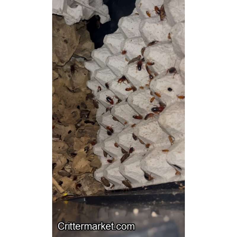 Feeder Variety Pack – 100 Mealworms, 25 Lobster Roaches, 25 Red Runner Roaches