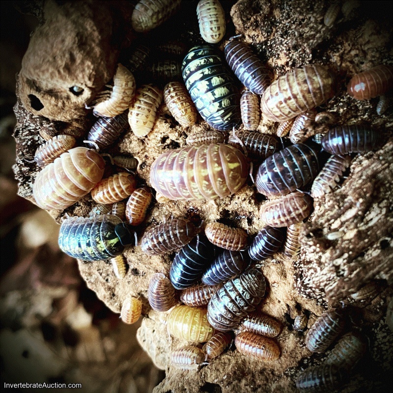 Isopods! 5 Types over 50 Isopods. Expand your collection, Cleanup Crews