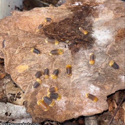 RUBBER DUCKY ISOPODS 10CT