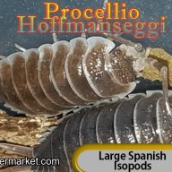 Porcellio Hoffmanseggi 12 Per Culture!