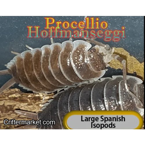 Porcellio Hoffmanseggi 12 Per Culture!