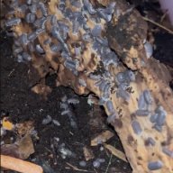 Cubaris SP Black isopods