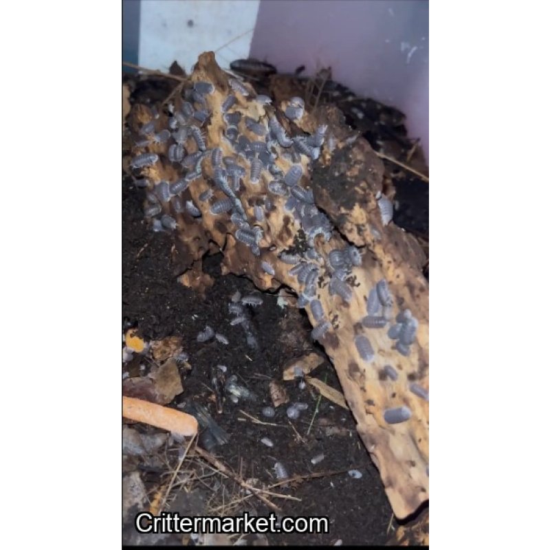 Cubaris SP Black isopods