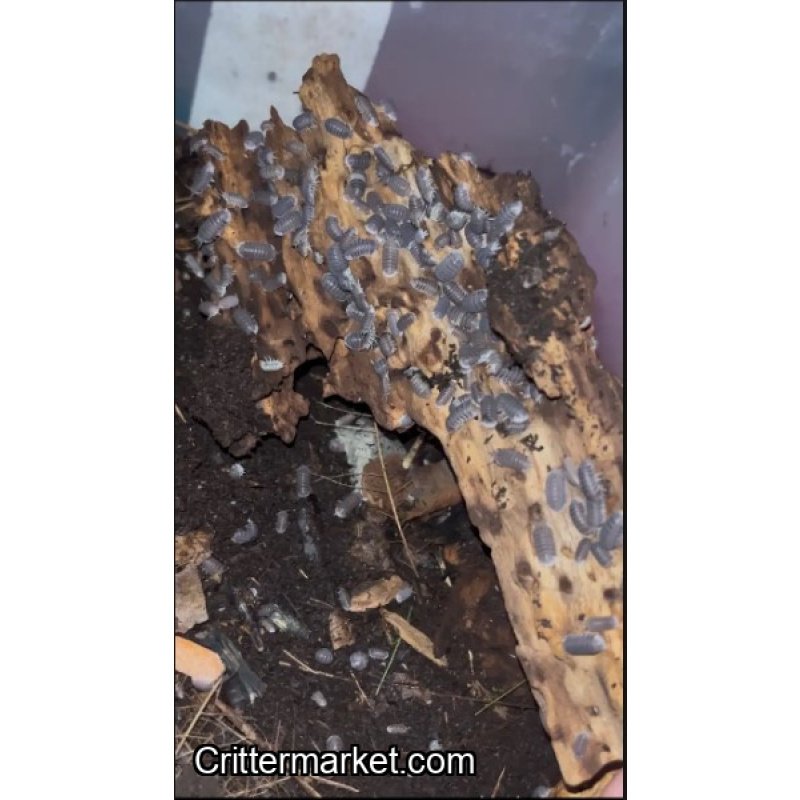 Cubaris SP Black isopods