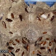 Pseudomops septentrionalis “Tusla, Oklahoma” 12cnt