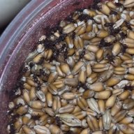 Wheat Weevils