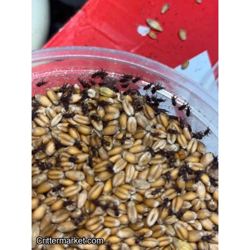 Wheat Weevils