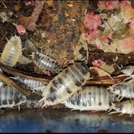 12 PORCELLIO LAEVIS DALMATIONS “SMOOTH ISOPODS” LARGE, MEATY AND PRETTY!!