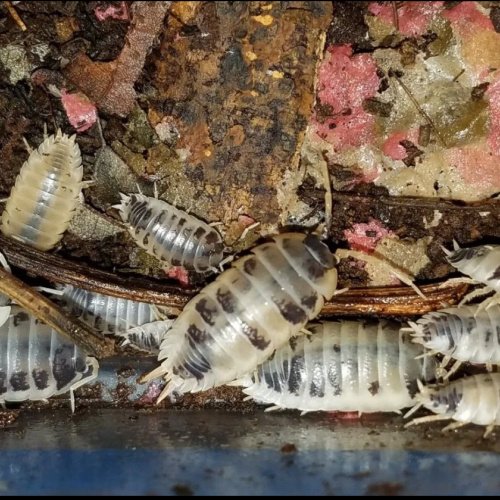 12 PORCELLIO LAEVIS DALMATIONS “SMOOTH ISOPODS” LARGE, MEATY AND PRETTY!!