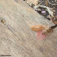 Porcellionides pruinosus “Powder Orange” – 15 count