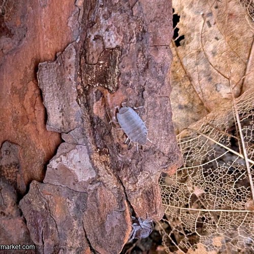 Porcellionides pruinosus “Powder Blue” – 15 count
